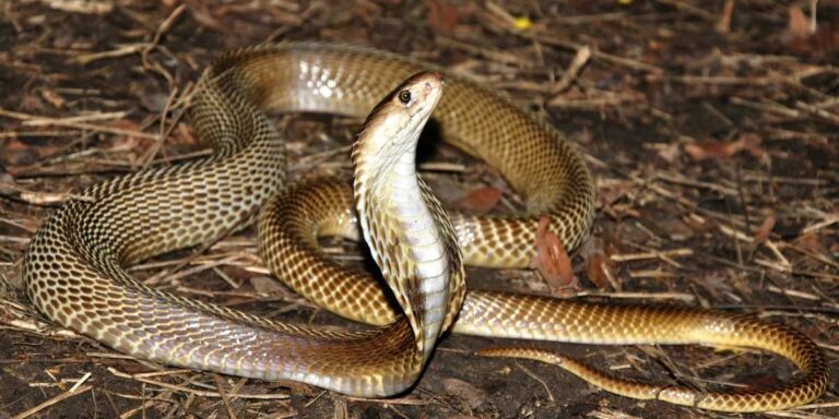 Cobra Envenomation: Understanding, First Aid, and Medical Management